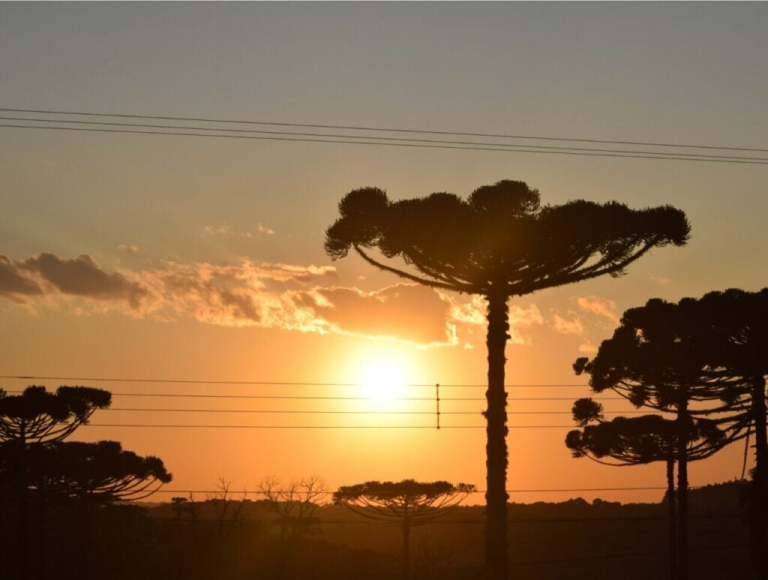 araucaria_pinhoes-1024x774
