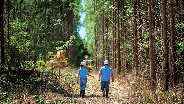 trabalhe-na-suzano-empresa-abre-selecao-para-colheita-florestal-e-programa-de-aprendizagem-em-mato-grosso-do-sul213202614