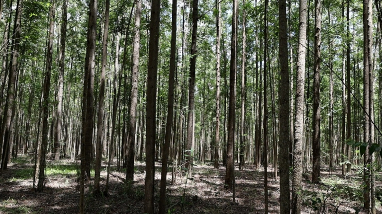 fotos-florestas-plantadas_copia-de-mata-verde-eucalipto-6