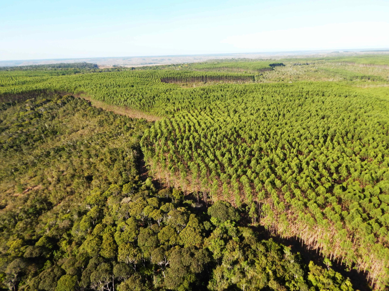 Mosaico-florestal-da-Bracell-BA---Acervo-Bracell