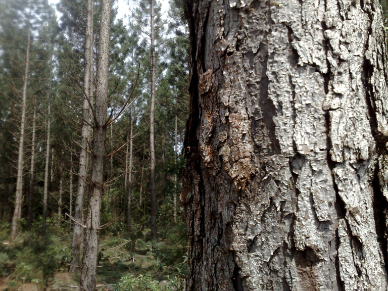 PINUS (89)